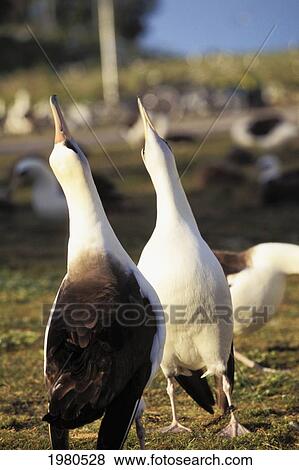 Midway Atoll, Laysan Albatross (Diomedea Immutabilis) Courting, Pointing Beaks In Air. View Large Photo Image Stock Photo - Midway Atoll, Laysan Albatross (Diomedea Immutabilis) Courting, Pointing Beaks In Air.. Fotosearch