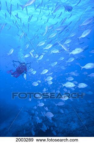 Stock Photo - Midway Atoll, School Of Brown Chub In Blue Water (Kyphosus Bigibbus) Diver With Camera Housing. Fotosearch