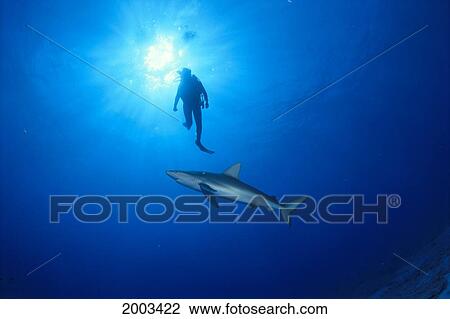 Midway Atoll, Side View Of Galapagos Shark Midwater, Diver Silhouette With Sunburst Carcharhynchus Galapagoensis View Large Photo Image Stock Image - Midway Atoll, Side View Of Galapagos Shark Midwater, Diver Silhouette With Sunburst Carcharhynchus Galapagoensis. Fotosearch