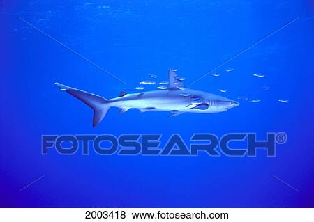 Midway Atoll, Side View Of Galapagos Shark And Small Fish Carcharhynchus Galapagoensis In Clear Blue Water View Large Photo Image Stock Photo - Midway Atoll, Side View Of Galapagos Shark And Small Fish Carcharhynchus Galapagoensis In Clear Blue Water. Fotosearch