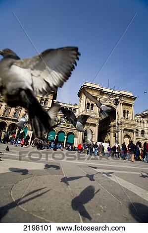 Milan, Italy. Pigeons Flapping Wings In Duomo Piazza View Large Photo Image Stock Image - Milan, Italy. Pigeons Flapping Wings In Duomo Piazza. Fotosearch