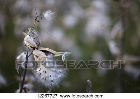 Stock Photo - Milkweed pods; Ontario, Canada. Fotosearch