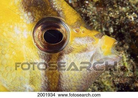 Picture - Milletseed Butterflyfish (Chaetodon Miliaris) Close-Up Eye Detail. Fotosearch