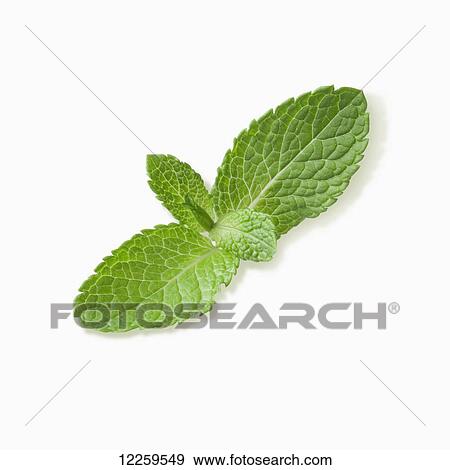 Mint leaves on white background View Large Photo Image Stock Photo - Mint leaves on white background. Fotosearch