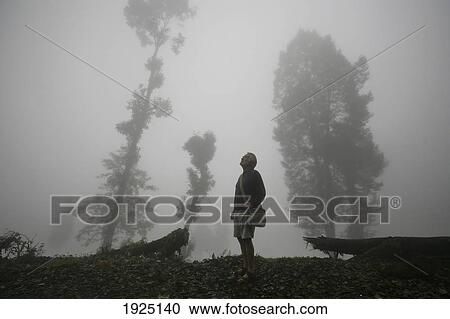 Stock Image - Mist And Trees. Fotosearch