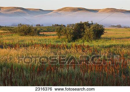 Stock Photograph - Mist At Sunrise In Frenchman River Valley Of Grasslands National Park; Saskatchewan Canada. Fotosearch