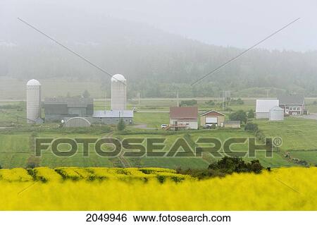 Mist Over Canola Field And Farm, Bas-Saint-Laurent Region, Sainte-Helene, Quebec View Large Photo Image Stock Photograph - Mist Over Canola Field And Farm, Bas-Saint-Laurent Region, Sainte-Helene, Quebec. Fotosearch