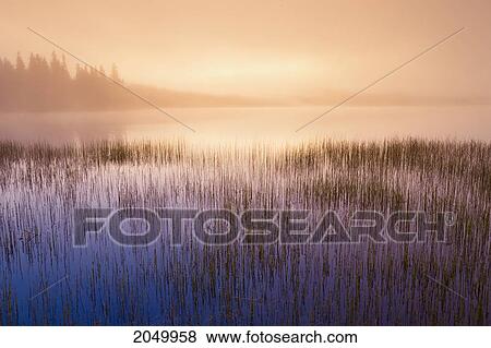 Mist Over Rimouski Lake At Dawn, Rimouski Wildlife Reserve, Bas-Saint-Laurent Region, Quebec View Large Photo Image Stock Photo - Mist Over Rimouski Lake At Dawn, Rimouski Wildlife Reserve, Bas-Saint-Laurent Region, Quebec. Fotosearch