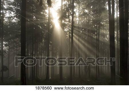 Misty Pine Forest With Sun Ray View Large Photo Image Stock Image - Misty Pine Forest With Sun Ray. Fotosearch