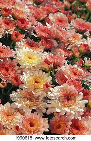 Mixed Colored Chrysanthemums With Dark Edges And Centers, Field View Large Photo Image Stock Photo - Mixed Colored Chrysanthemums With Dark Edges And Centers, Field. Fotosearch