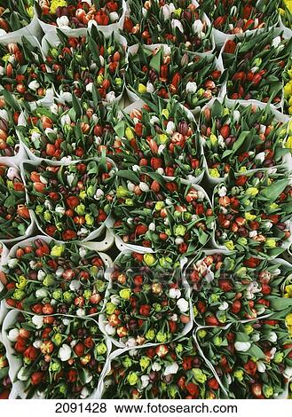Stock Photo - Mixed Tulips For Sale, Flower Market, Amsterdam, Holland.. Fotosearch