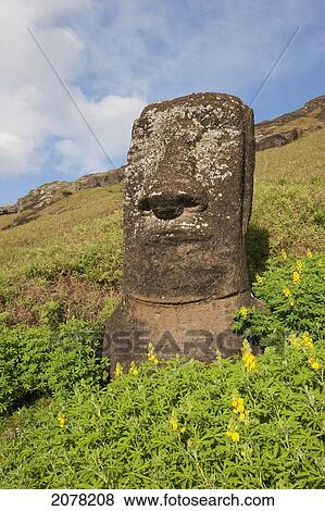 Moai By The Quarry In The Crater Of Rano Raraku Volcano, Rapa Nui (Easter Island), Chile View Large Photo Image Stock Photo - Moai By The Quarry In The Crater Of Rano Raraku Volcano, Rapa Nui (Easter Island), Chile. Fotosearch