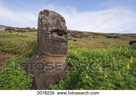 Moai By The Quarry In The Crater Of Rano Raraku Volcano, Rapa Nui (Easter Island), Chile View Large Photo Image Stock Photography - Moai By The Quarry In The Crater Of Rano Raraku Volcano, Rapa Nui (Easter Island), Chile. Fotosearch