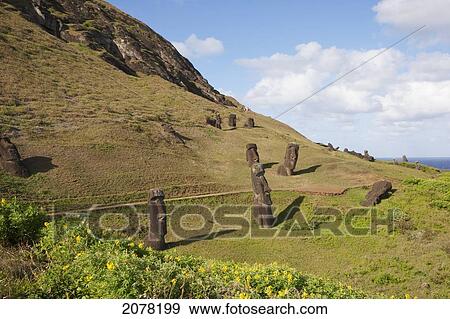 Moais By The Quarry On The Outer Slope Of The Rano Raraku Volcano, Rapa Nui (Easter Island), Chile View Large Photo Image Stock Photo - Moais By The Quarry On The Outer Slope Of The Rano Raraku Volcano, Rapa Nui (Easter Island), Chile. Fotosearch