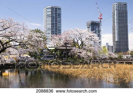 Stock Photograph - Modern Buildings And Cherry Blossom Trees From Shinobazu Pond; Tokyo, Japan. Fotosearch