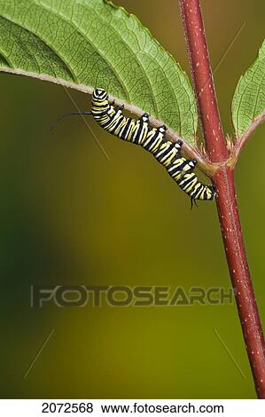 Monarch Butterfly 5Th Instar Caterpillar Explores Underside Of Leaf In Preparation For Transformation From Larva To Pupa. Summer, Nova Scotia. Series Of 5 Images. View Large Photo Image Stock Photo - Monarch Butterfly 5Th Instar Caterpillar Explores Underside Of Leaf In Preparation For Transformation From Larva To Pupa. Summer, Nova Scotia. Series Of 5 Images.. Fotosearch