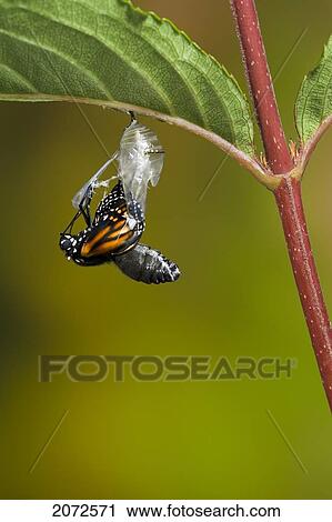 Monarch Butterfly Adult, Newly Emerged From Cocoon, Hanging Onto Empty Chrysalis To Pump Meconium From Its Abdomen Into Its Wings. Summer, Nova Scotia. Series Of 5 Images. View Large Photo Image Stock Image - Monarch Butterfly Adult, Newly Emerged From Cocoon, Hanging Onto Empty Chrysalis To Pump Meconium From Its Abdomen Into Its Wings. Summer, Nova Scotia. Series Of 5 Images.. Fotosearch