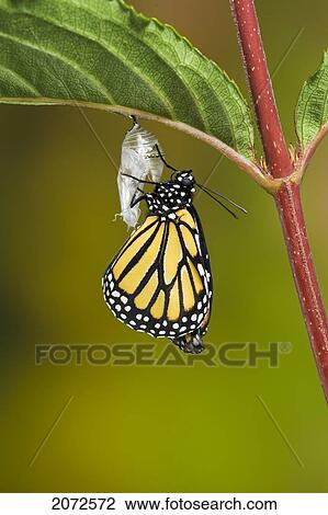 Stock Image - Monarch Butterfly Adult Recently Emerged From Cocoon Hangs Onto Empty Chrysalis While Pumping Meconium From Its Abdomen Into Its Newly Forming Wings. Summer, Nova Scotia. Series Of 5 Images.. Fotosearch