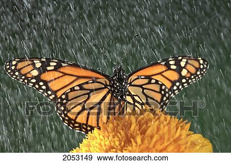 Stock Photo - Monarch Butterfly (Danaus Plexippus) In Rain On Sunflower, Nova Scotia. Fotosearch