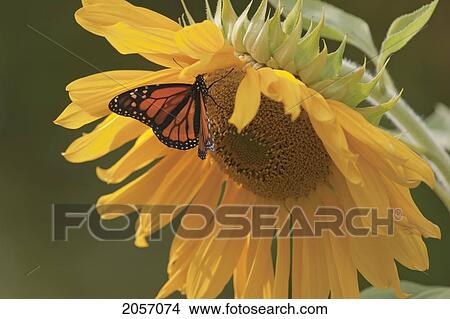 Picture - Monarch Butterfly On Large Sunflower, Ontario. Fotosearch