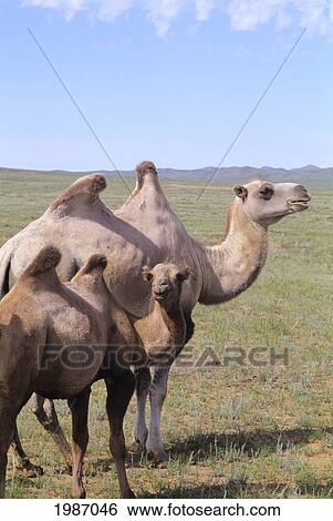 Stock Photograph - Mongolia, Near Ulaanbaatar, Wild Camels In Field.. Fotosearch