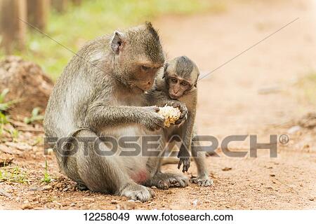 Monkey on the road of Angkor; Siem Reap, Cambodia View Large Photo Image Stock Photo - Monkey on the road of Angkor; Siem Reap, Cambodia. Fotosearch
