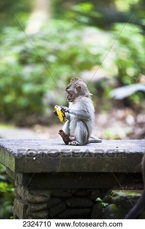 Monkey Peeling A Banana In Sacred Monkey Forest, Ubud, Bali, Indonesia View Large Photo Image Stock Image - Monkey Peeling A Banana In Sacred Monkey Forest, Ubud, Bali, Indonesia. Fotosearch