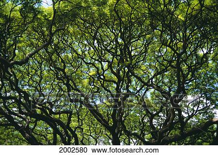Monkey Pod Trees, Canopy Of Branches With Sunlight And Blue Sky In Background View Large Photo Image Stock Image - Monkey Pod Trees, Canopy Of Branches With Sunlight And Blue Sky In Background. Fotosearch