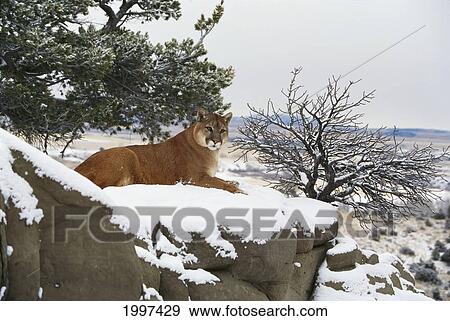 Montana Mountain Lion (Felis Concolor) Resting In Day Bed Winter, Snow A52G View Large Photo Image Stock Photo - Montana Mountain Lion (Felis Concolor) Resting In Day Bed Winter, Snow A52G. Fotosearch