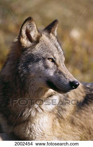 Picture - Montana, Portrait Shot, Side View Of Gray Wolf In Field Of Dry Grass. Fotosearch