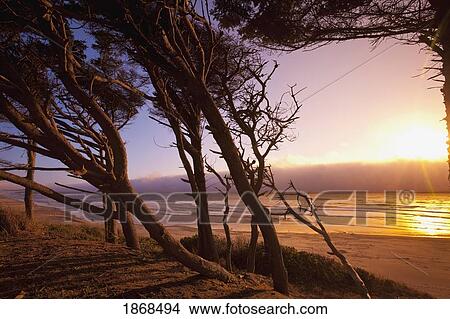 Picture - Moolack Beach, Oregon, United States Of Amercia; Sunset On A Beach. Fotosearch