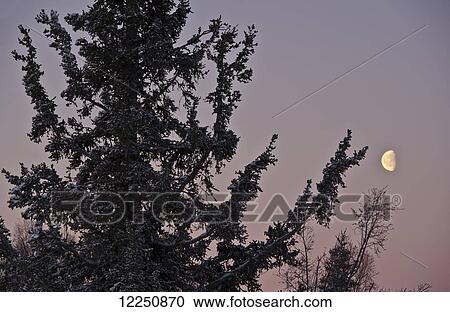 Stock Image - Moon in the sky at dusk behind the silhouette of a tree; Anchorage, Alaska, United States of America. Fotosearch