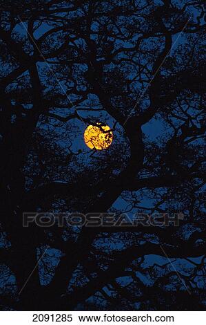 Stock Photography - Moon Rising Behind Old Oak Tree, Petersfield, Hampshire, Uk. Fotosearch