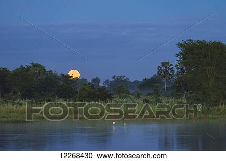 Moon setting at dawn over the Shire River, Liwonde National Park; Malawi View Large Photo Image Stock Image - Moon setting at dawn over the Shire River, Liwonde National Park; Malawi. Fotosearch