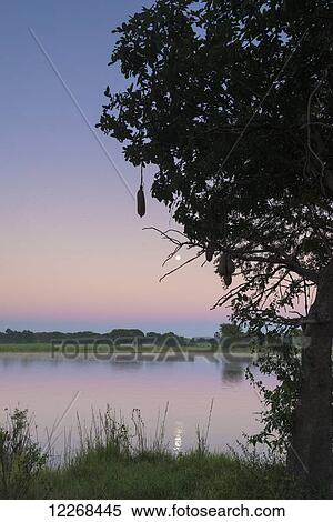 Moon setting over the Shire River at dawn, Liwonde National Park; Malawi View Large Photo Image Stock Photography - Moon setting over the Shire River at dawn, Liwonde National Park; Malawi. Fotosearch