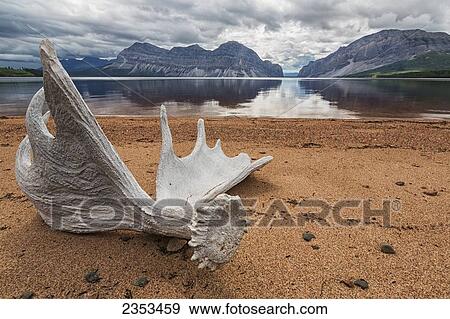Moose Antler Laying On The Shores Of Little Doctor Lake; Northwest Territories, Canada View Large Photo Image Stock Photo - Moose Antler Laying On The Shores Of Little Doctor Lake; Northwest Territories, Canada. Fotosearch