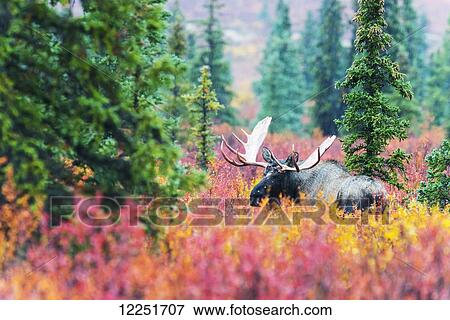 Moose bull in autumn coloured bushes; Denali, Alaska, United States of America View Large Photo Image Stock Photo - Moose bull in autumn coloured bushes; Denali, Alaska, United States of America. Fotosearch