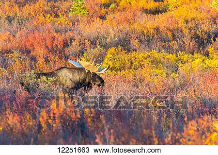 Stock Image - Moose bull in autumn coloured shrubs; Denali, Alaska, United States of America. Fotosearch