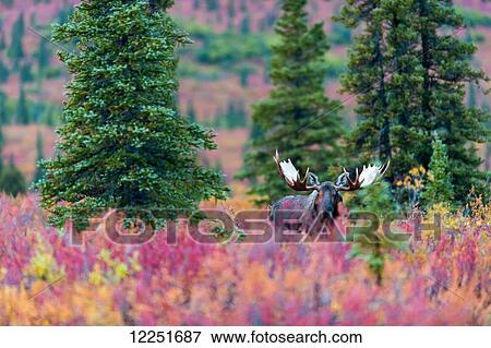 Stock Photo - Moose bull in the autumn coloured bushes; Denali, Alaska, United States of America. Fotosearch