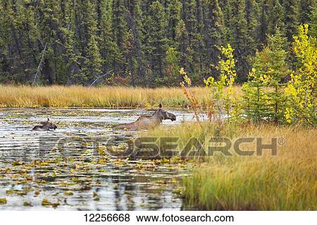 Stock Photo - Moose cow and calf swim across a pond, Interior Alaska, Autumn.. Fotosearch