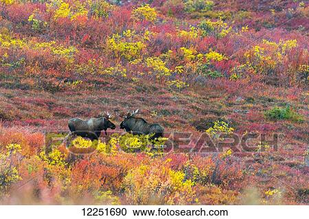 Stock Image - Moose cows in the autumn coloured bushes; Denali, Alaska, United States of America. Fotosearch