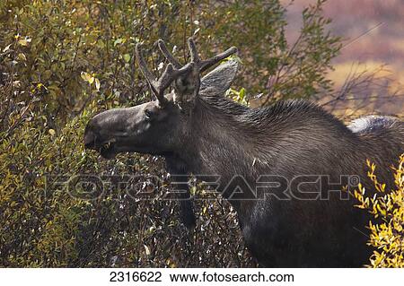 Stock Image - Moose Feeding On Willows Along The Dempster Highway; Yukon Canada. Fotosearch