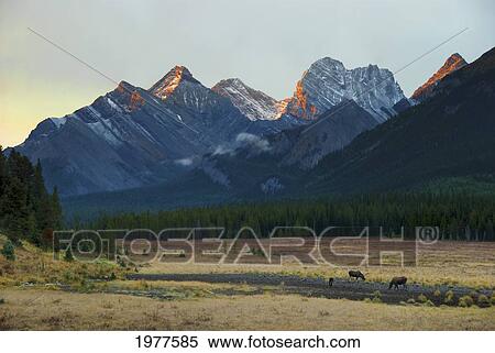 Moose Grazing At Sunset With Mountains In The Background; Alberta Canada View Large Photo Image Stock Photography - Moose Grazing At Sunset With Mountains In The Background; Alberta Canada. Fotosearch