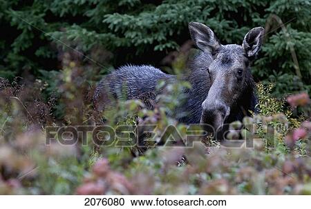 Stock Image - Moose In A Meadow In Algonquin Provincial Park; Ontario Canada. Fotosearch