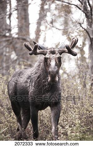 Stock Image - Moose In Algonquin Provincial Park, Ontario, Canada. Fotosearch