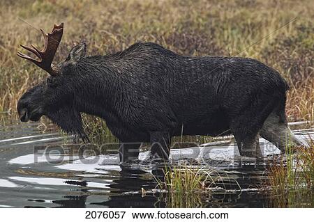 Moose Wading In A Pond In Algonquin Park; Ontario Canada View Large Photo Image Stock Photo - Moose Wading In A Pond In Algonquin Park; Ontario Canada. Fotosearch