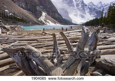 Moraine Lake With Tree Logs, Canadian Rocky Mountains, Banff National Park, Alberta, Canada View Large Photo Image Stock Photography - Moraine Lake With Tree Logs, Canadian Rocky Mountains, Banff National Park, Alberta, Canada. Fotosearch