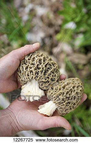 Morel mushrooms; Black River, Ontario, Canada View Large Photo Image Stock Photography - Morel mushrooms; Black River, Ontario, Canada. Fotosearch