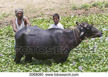 Stock Image - Morning Bath For The Bulls, Nalanda, Bihar, India. Fotosearch
