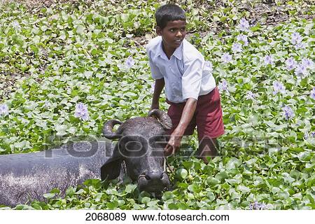 Morning Bath For The Bulls, Nalanda, Bihar, India View Large Photo Image Stock Photo - Morning Bath For The Bulls, Nalanda, Bihar, India. Fotosearch
